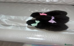 Mixed Breed cats for sale: Beautiful little kittens looking for new 🏡 - Image 4