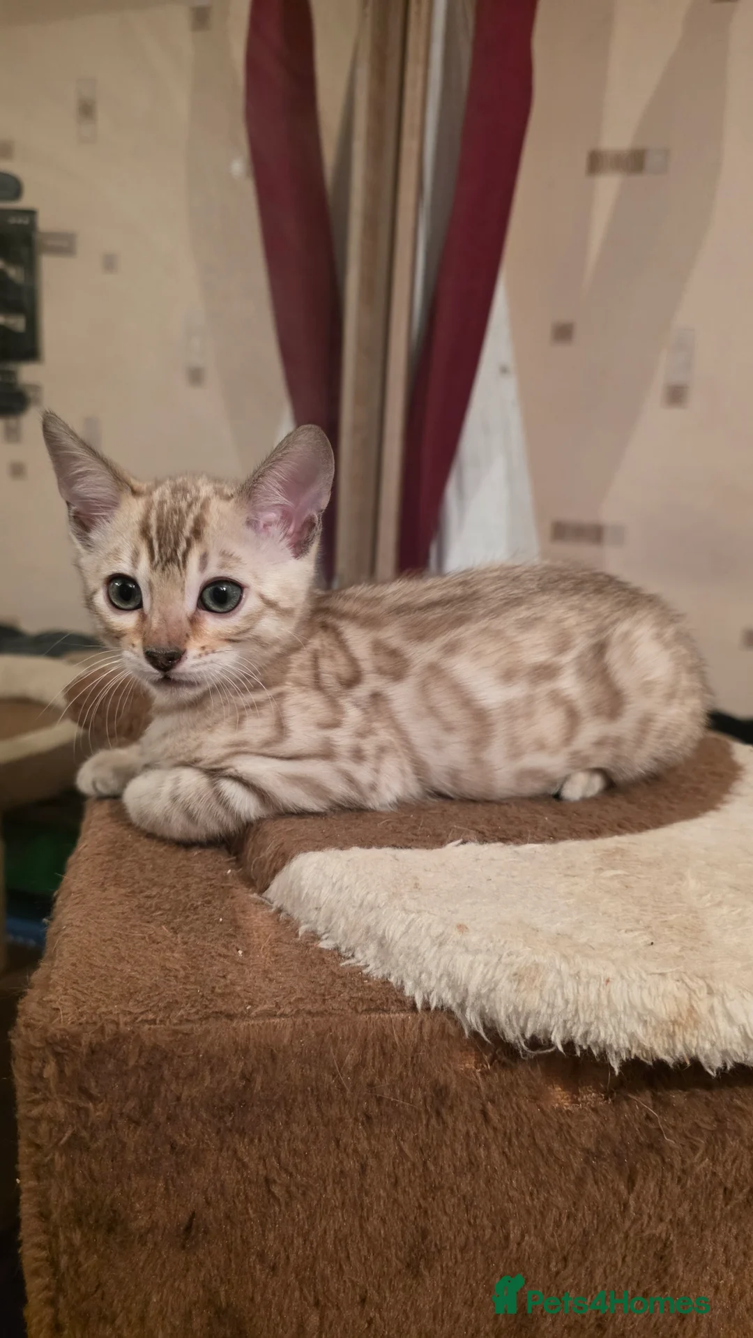 Bengal cats for sale: Beautiful 🐾 5 BENGALPARADISE 🐾 Kittens - Advert 7