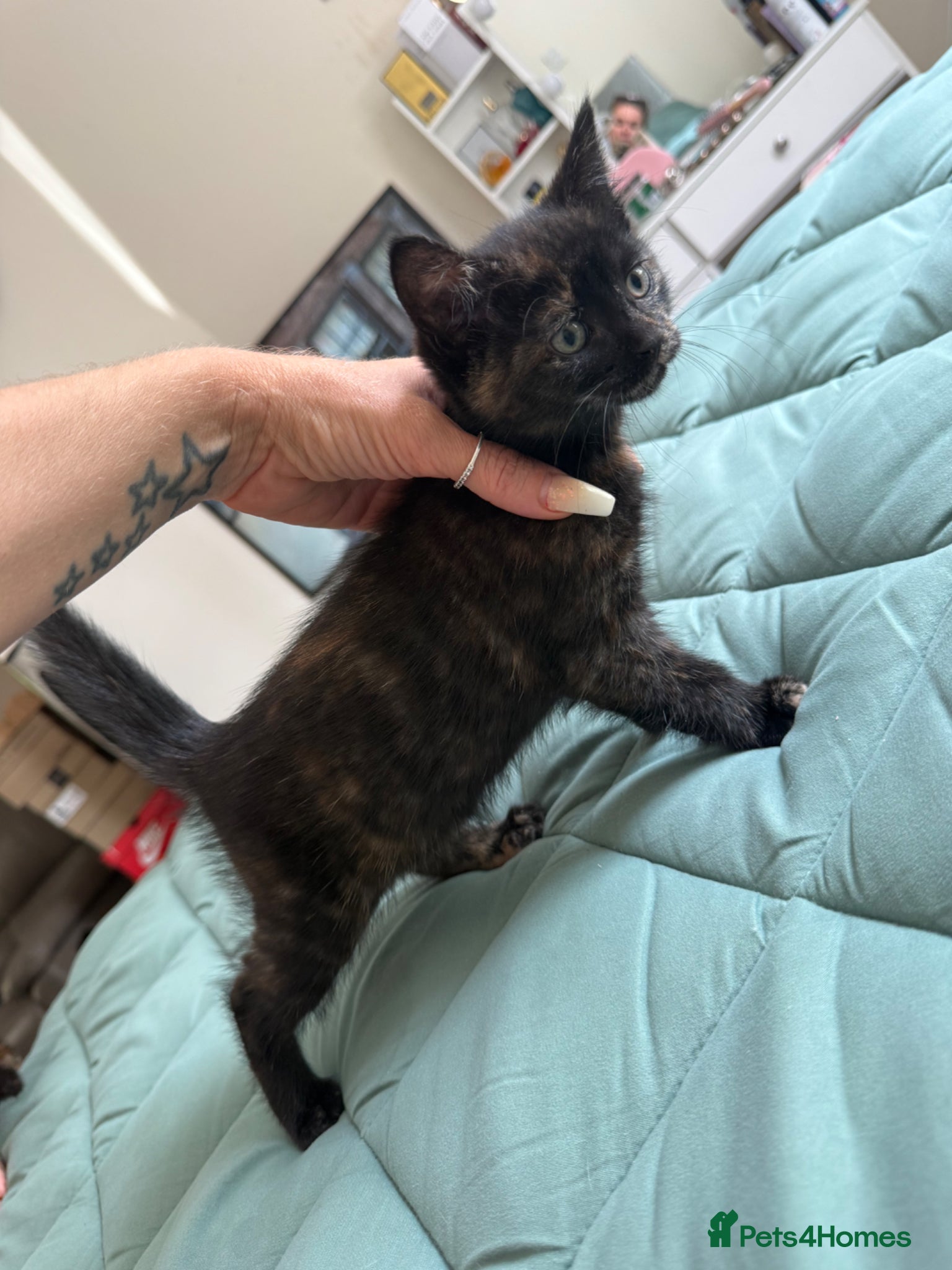Mixed Breed cats for sale: Kittens for sale READY NOW in Brandon - Advert 3