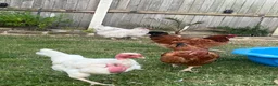 Geese poultry for sale: Male goose  - Advert 5
