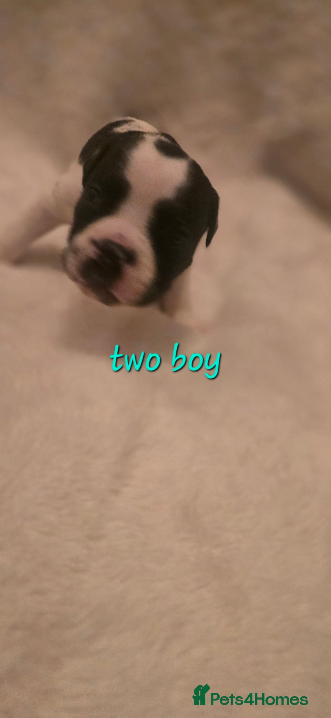 Mixed Breed dogs for sale: Olde english × staffie pups  - Advert 2