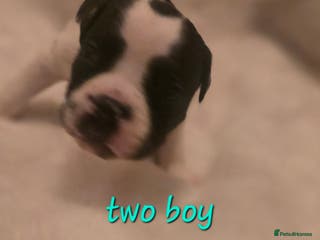 Mixed Breed dogs Olde english × staffie pups - Advert 7