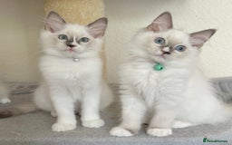 Ragdoll cats for sale: Gentle, Affectionate, Cuddly, Playful Kittens - Image 2