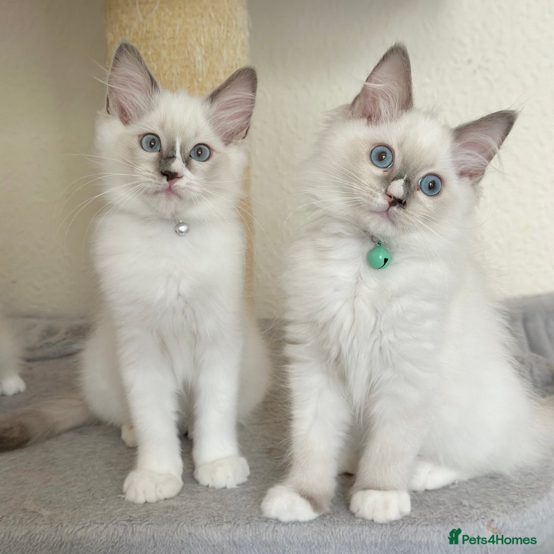 Ragdoll cats for sale: Gentle, Affectionate, Cuddly, Playful Kittens - Image 2