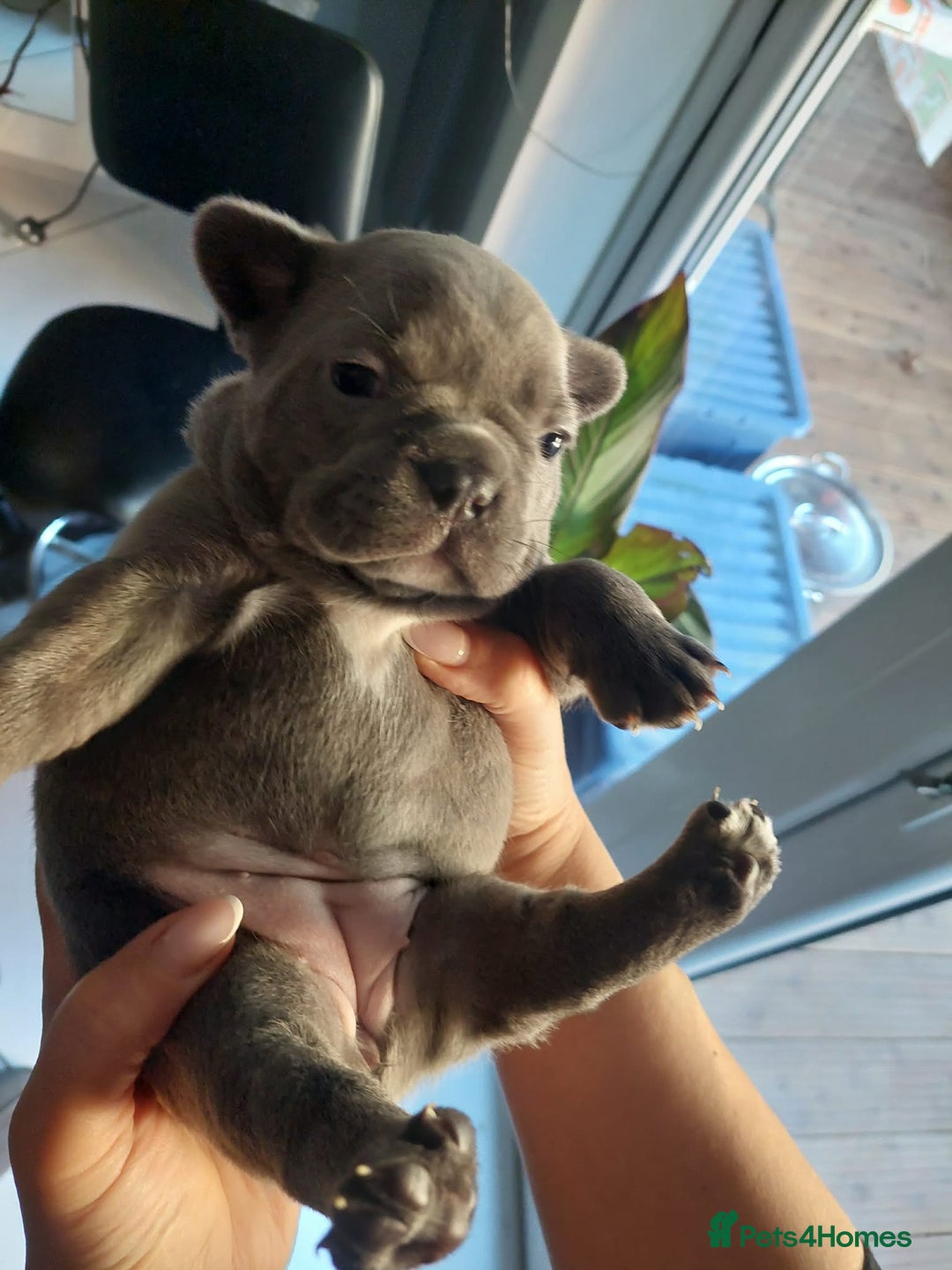 French Bulldog dogs for sale: Beautiful KC registered French Bulldog Puppies - Advert 13