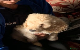 Cockapoo dogs for sale: Beautiful cockadoodle female puppy  - Image 17