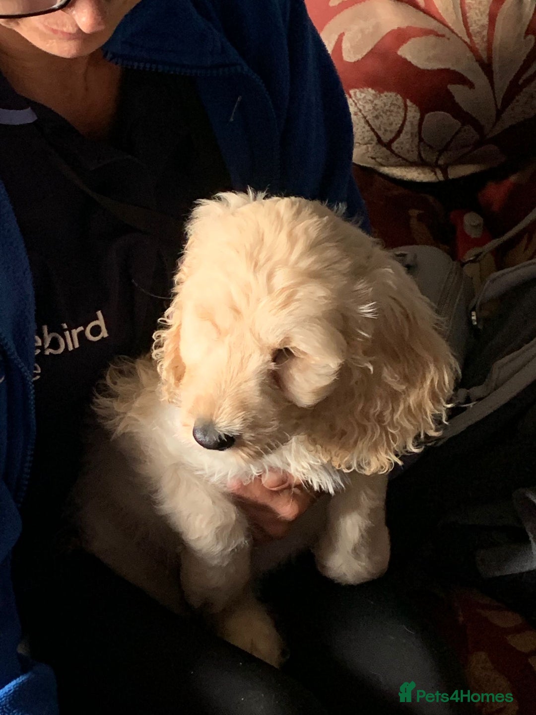 Cockapoo dogs for sale: Beautiful cockadoodle female puppy  - Image 17
