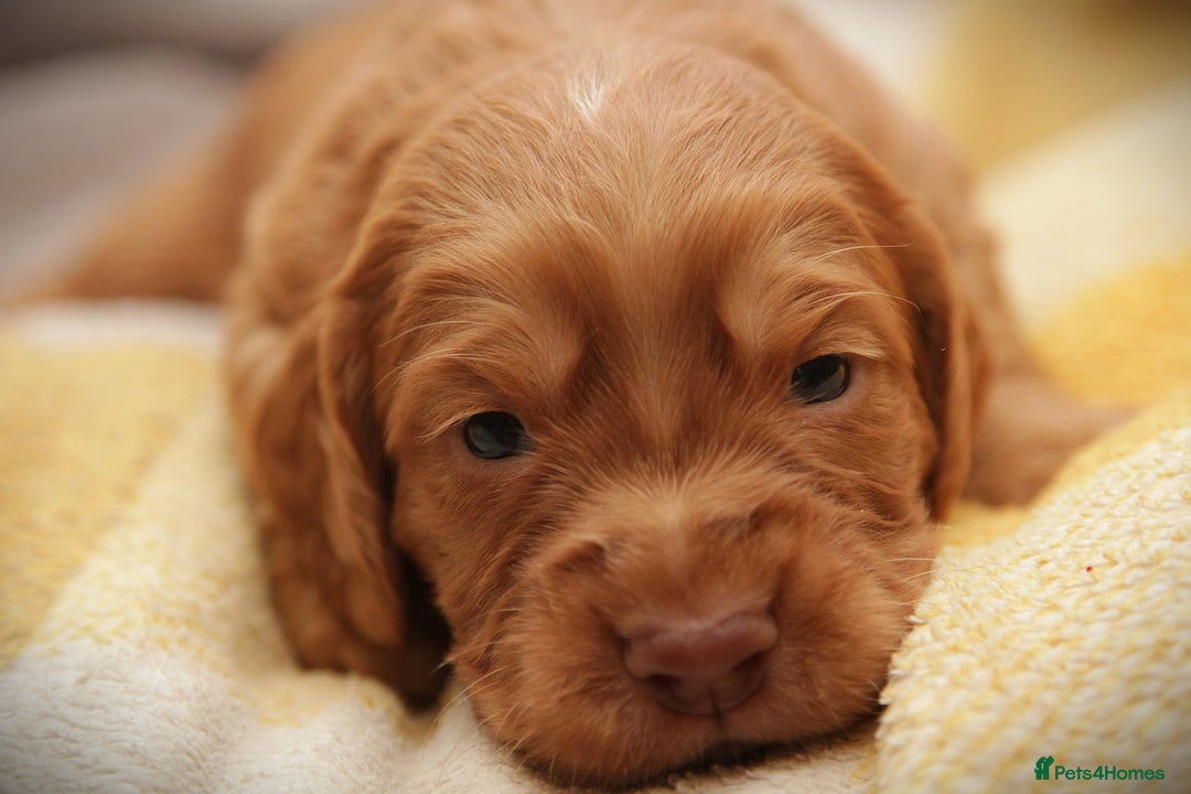 Cocker Spaniel dogs for sale: Working Cocker Spaniel, KC - Advert 8