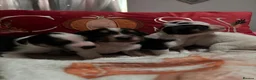 Mixed Breed dogs for sale: Gorgeous little Parson x Jack Russell babies  - Advert 10