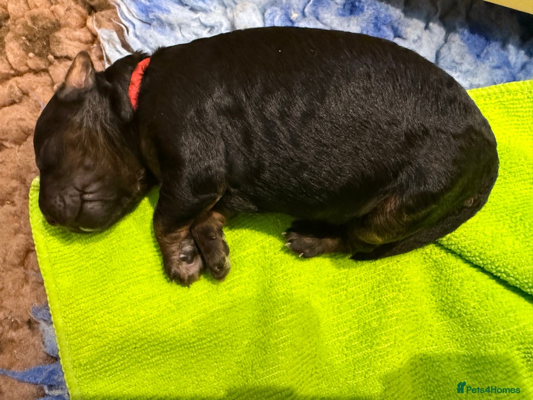 Bernedoodle dogs for sale: Miniature F1bs Bernedoodle  - Image 15