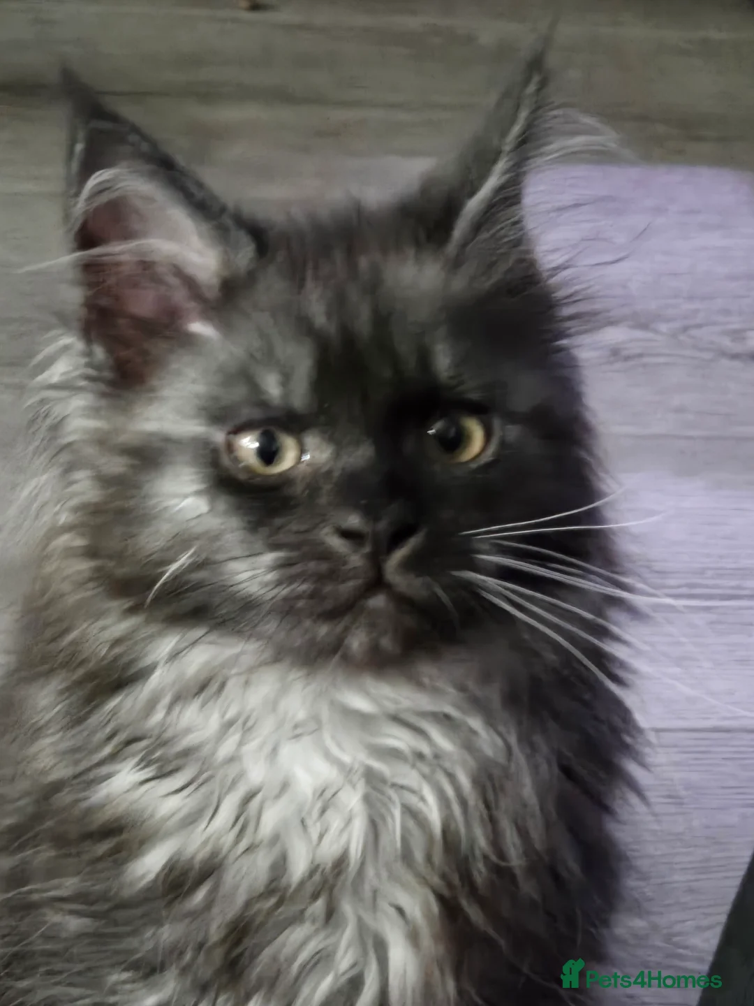 Maine Coon cats for sale: ✨✨ blk smoke F 6666 MC TiCA REG Poss active - Advert 30