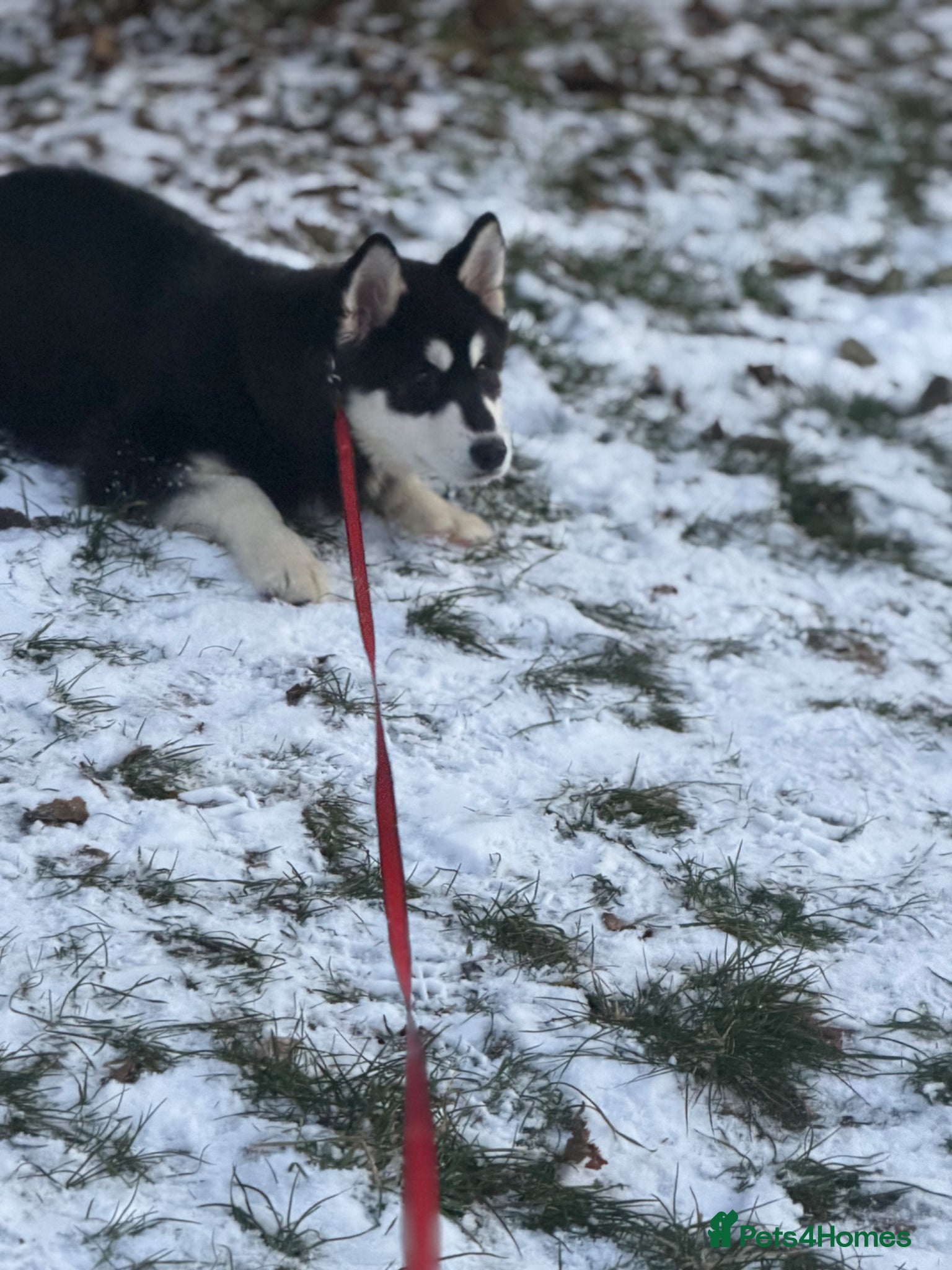 Alaskan Malamute dogs Female Alaskan malamute  - Advert 2