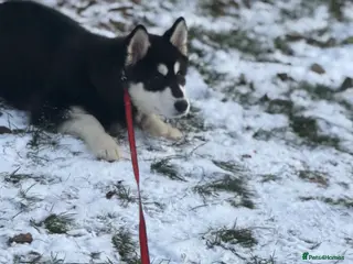 Alaskan Malamute dogs Female Alaskan malamute - Advert 2