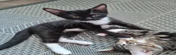 Mixed Breed cats for sale: Wonderful siblings are looking for new homes. in Coventry - Advert 2