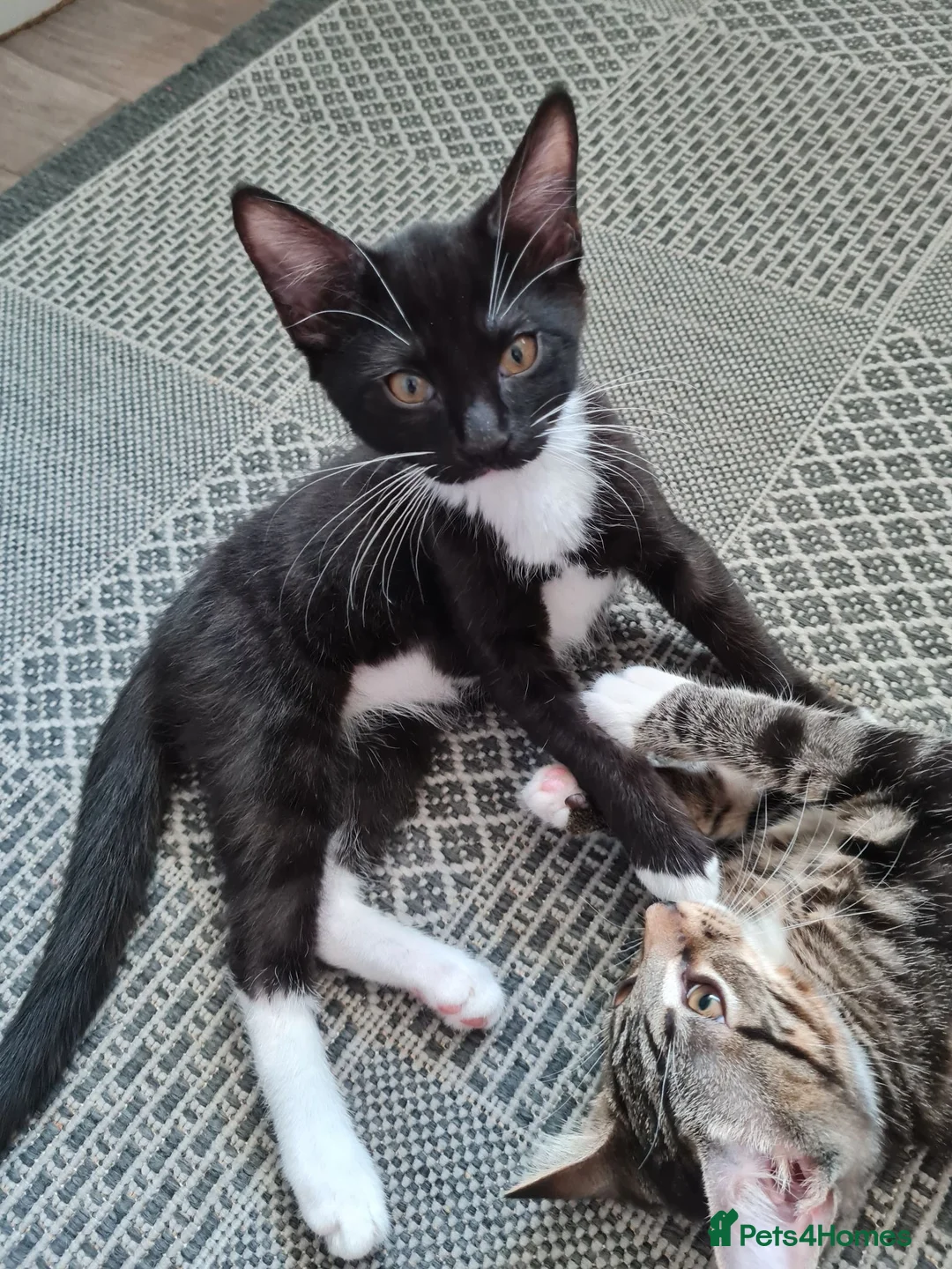 Mixed Breed cats for sale: Wonderful siblings are looking for new homes. in Coventry - Advert 2