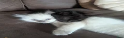 Ragdoll cats for sale: Black 3/4 ragdoll female kitten in Glasgow - Advert 4