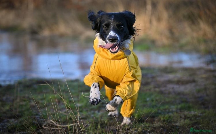 English Springer Spaniel dogs - Advert 1