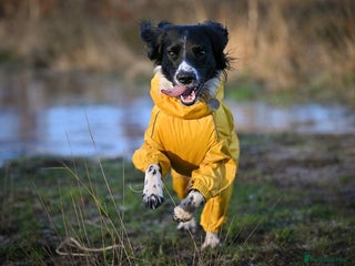 English Springer Spaniel dogs - Advert 3