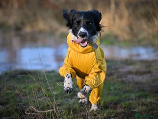 English Springer Spaniel dogs KC Stud only -English Springer spaniel - Advert 5