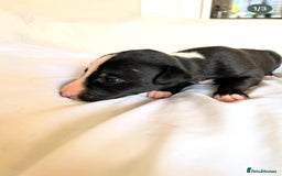 Whippet dogs for sale: Whippet/bedlington + whippet/collie - Image 6