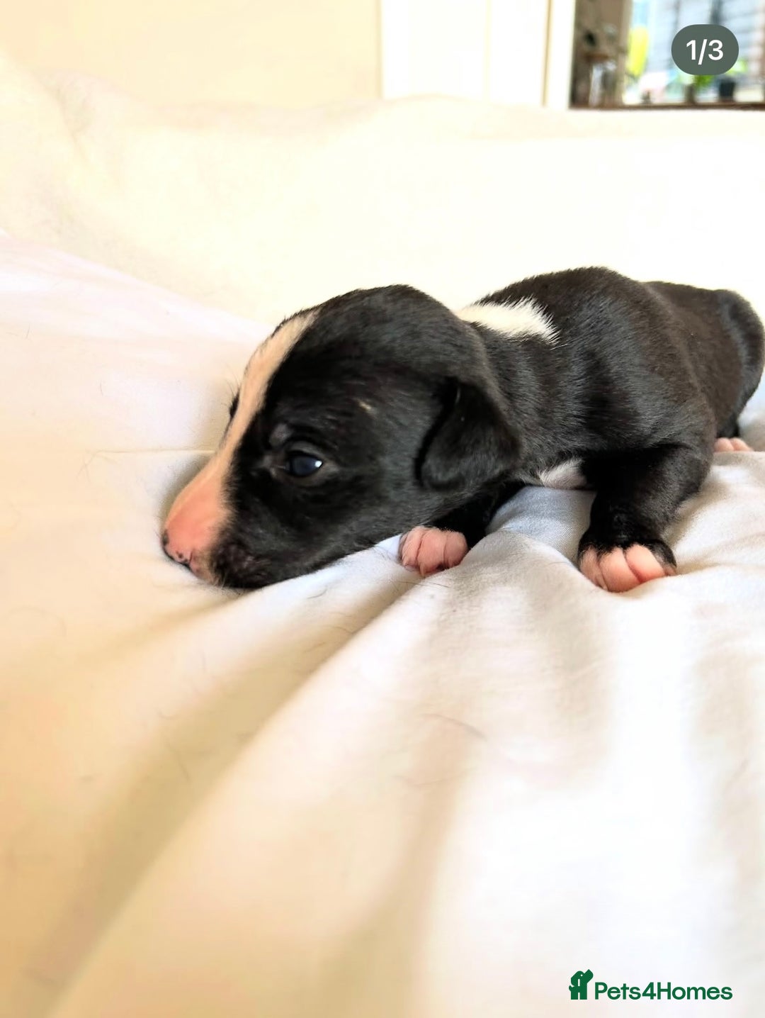 Whippet dogs for sale: Whippet/bedlington + whippet/collie - Image 6