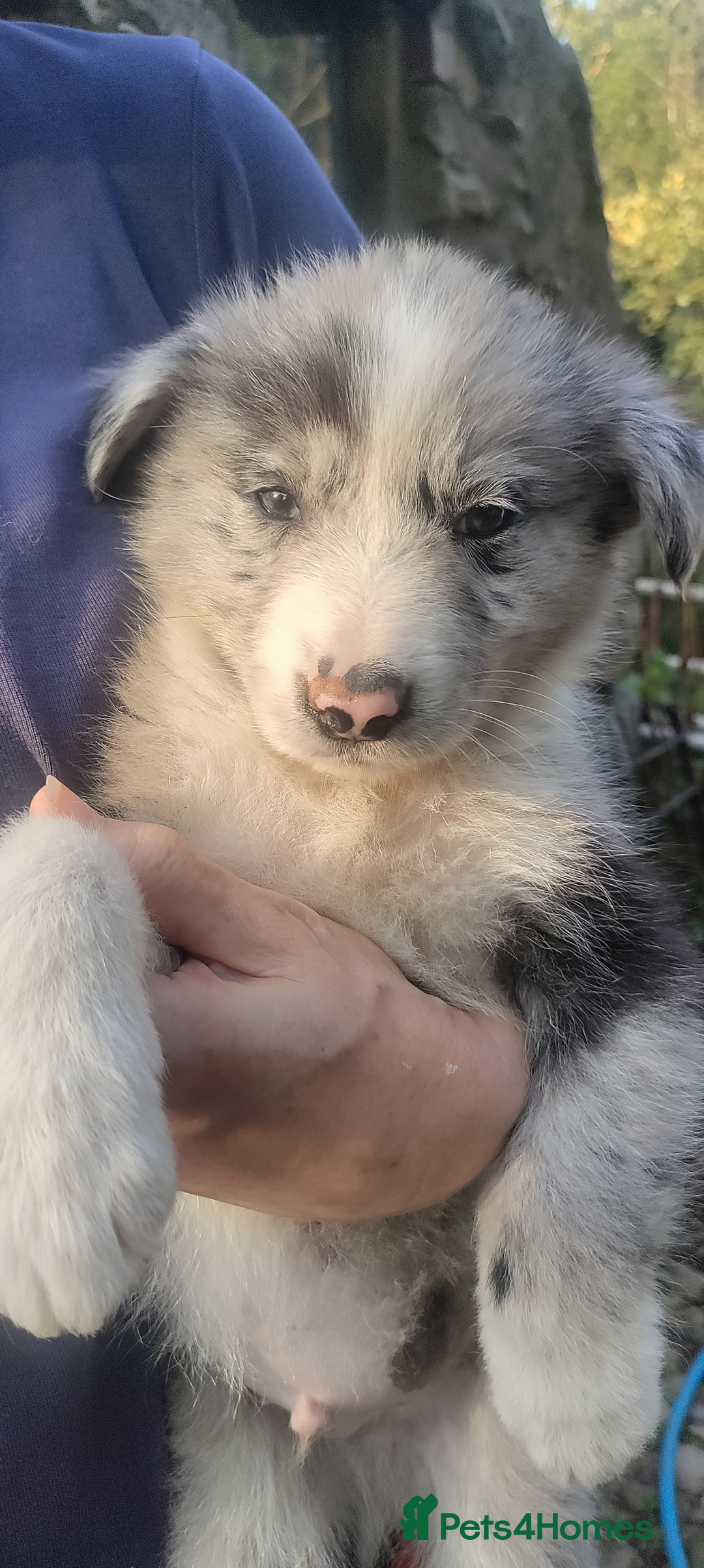 Border Collie dogs for sale: Border Collie sheepdog pups  - Image 13