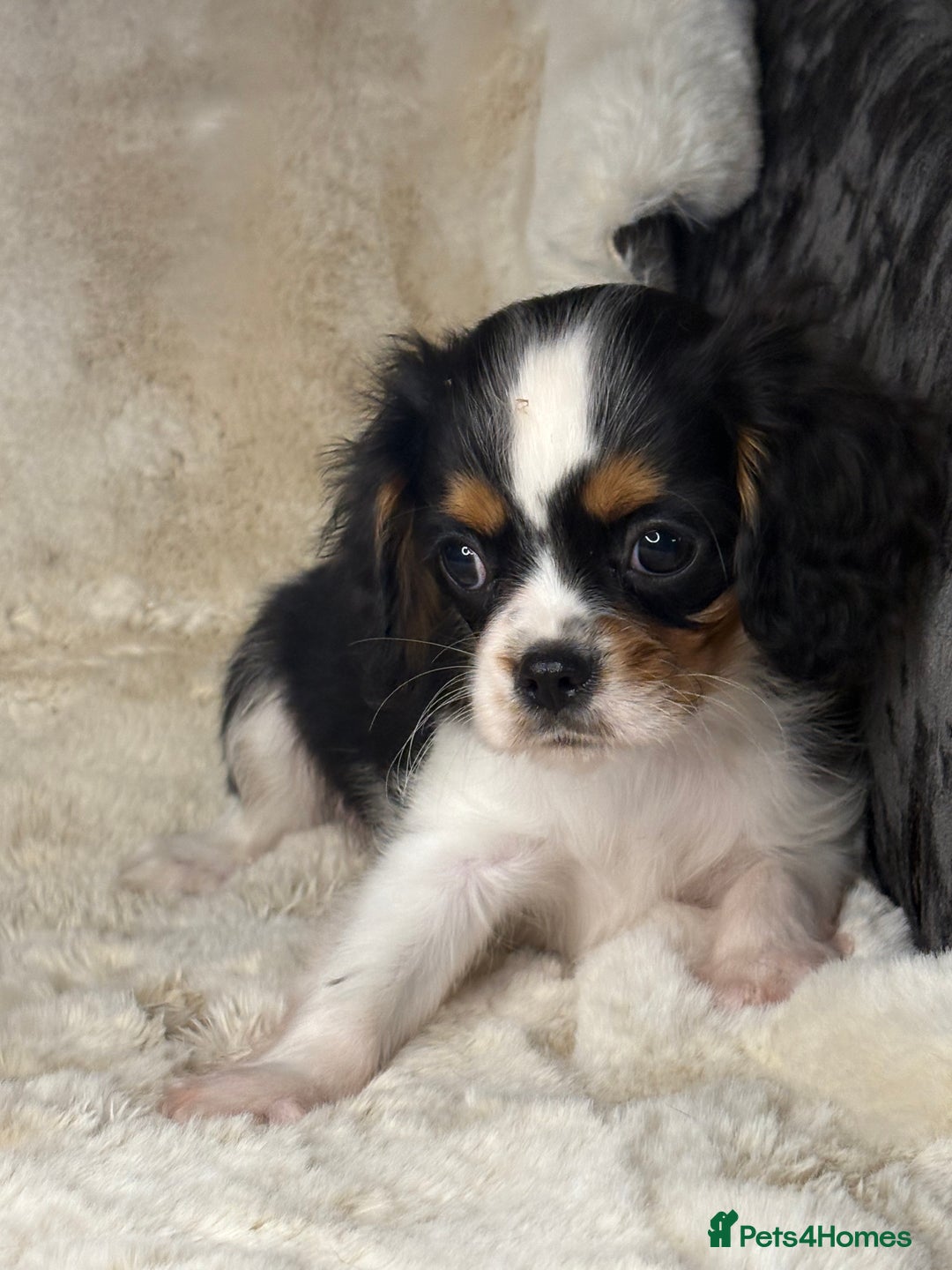 Cavalier King Charles Spaniel dogs for sale: Health tested cavalier puppies  - Advert 20