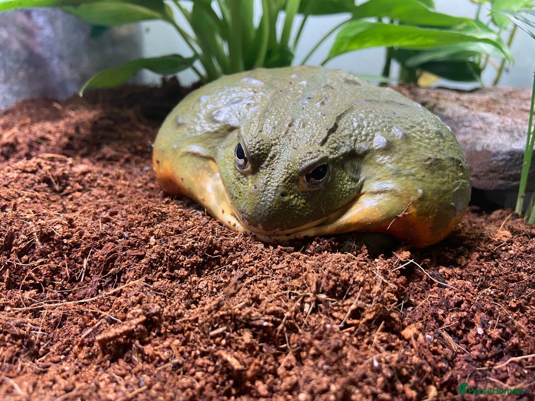 Frog reptiles for sale: Pair of Giant African Bullfrogs with Setup  - Image 3