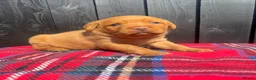 Labrador Retriever dogs for sale: 🧡 Fox Red KC working Labrador’s  in Thetford - Advert 2