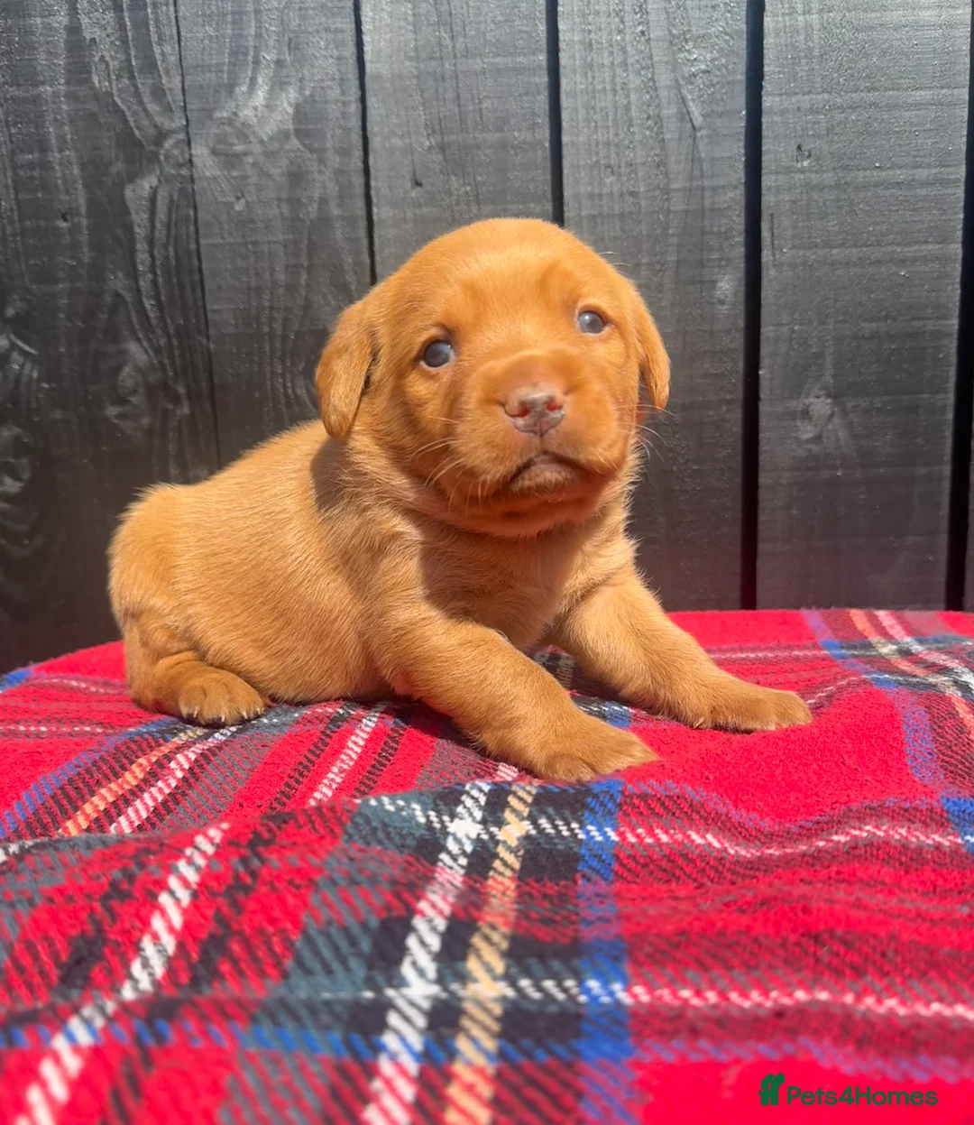 Labrador Retriever dogs for sale: 🧡 Fox Red KC working Labrador’s  in Thetford - Advert 2