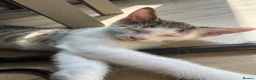 Aegean cats for sale: Greek Aegan Kittens , 6 boys and 1 beautiful girl  - Advert 8