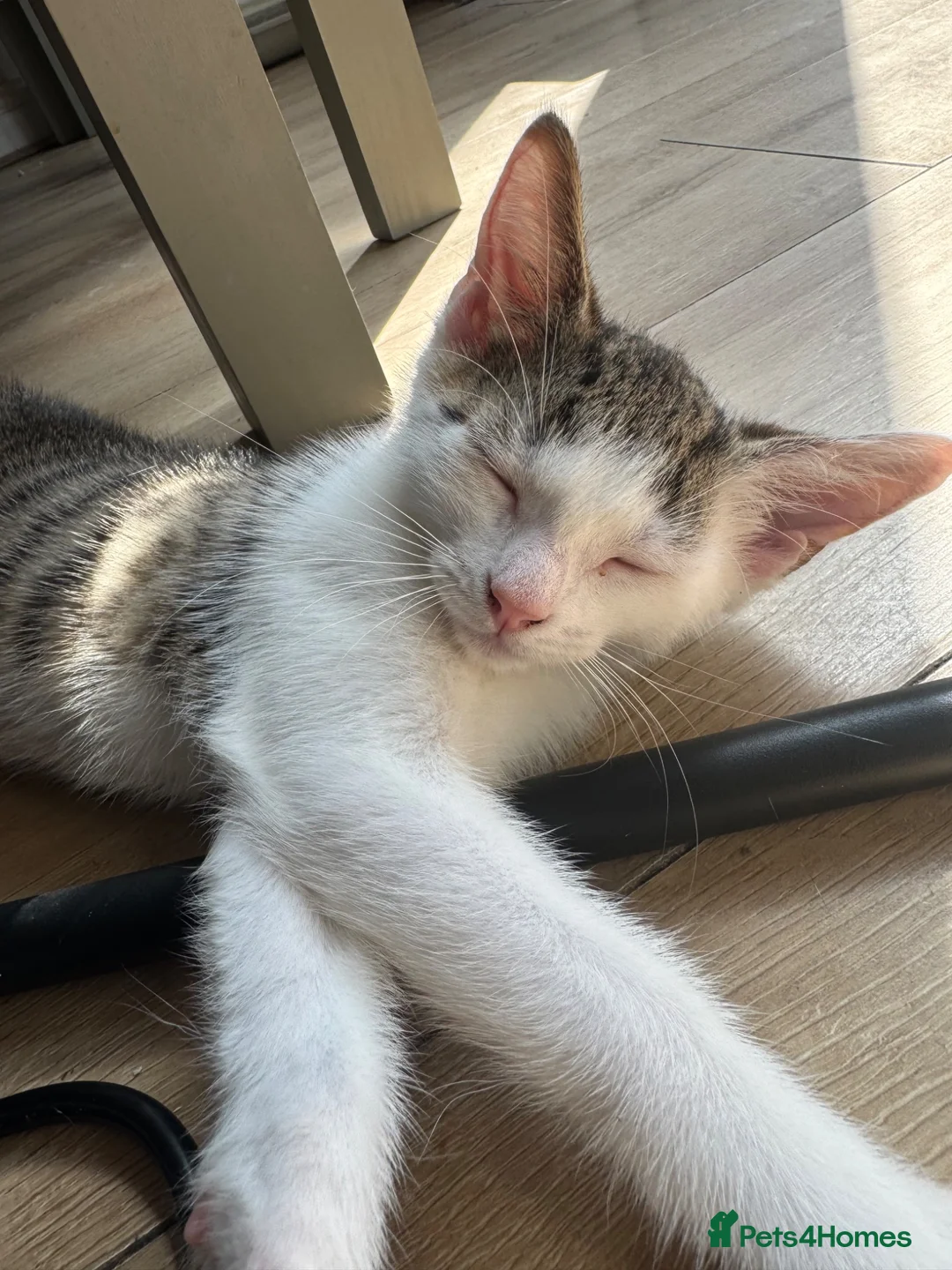 Aegean cats for sale: Greek Aegan Kittens , 6 boys and 1 beautiful girl  - Advert 8