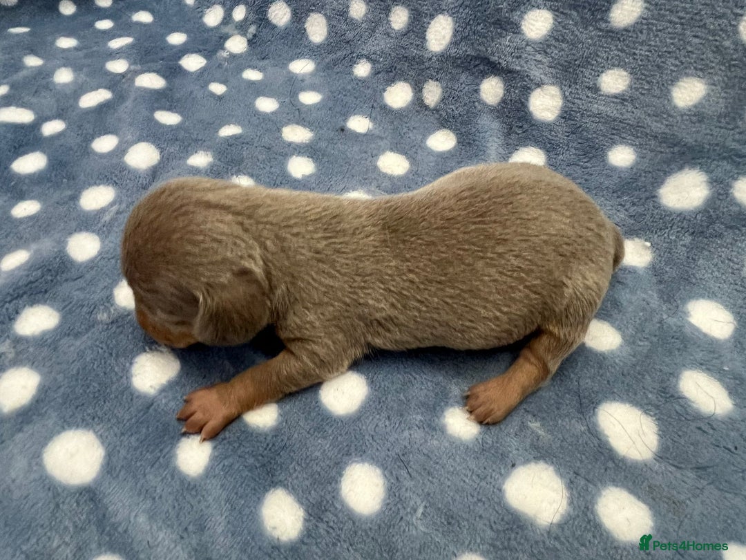 Miniature Dachshund dogs for sale: ⭐️🐾💖💙KC REG💙💖🐾⭐️5 star breeder   - Advert 15
