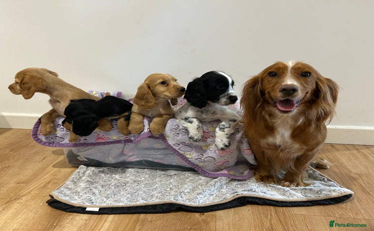 Cocker Spaniel dogs - Advert 3