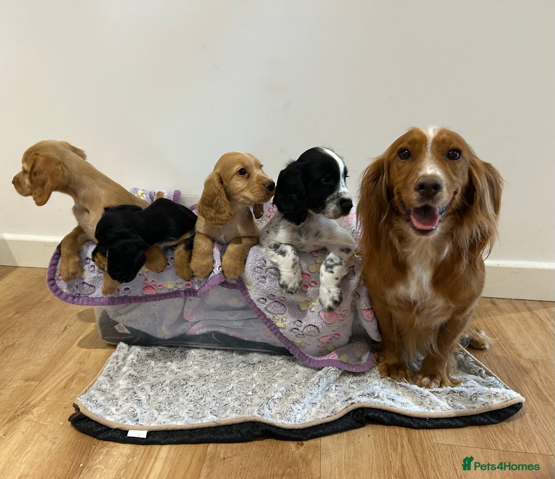 Cocker Spaniel dogs for sale: Outstanding litter KC registered working cockers  - Image 1