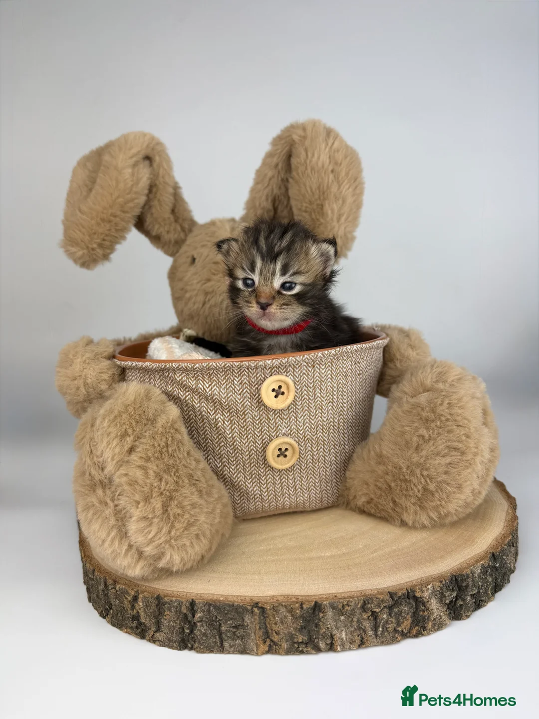 Ragcoon cats for sale: 🤍 RAGDOLL X MC KITTENS | HEALTH-TESTED PARENTS - Advert 6