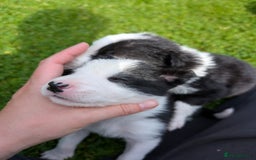 Border Collie dogs for sale: Border Collie Pups - house reared - Image 8