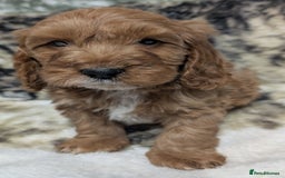 Cockapoo dogs for sale: Beautiful F1 Cockapoo puppies DNA clear  - Image 10