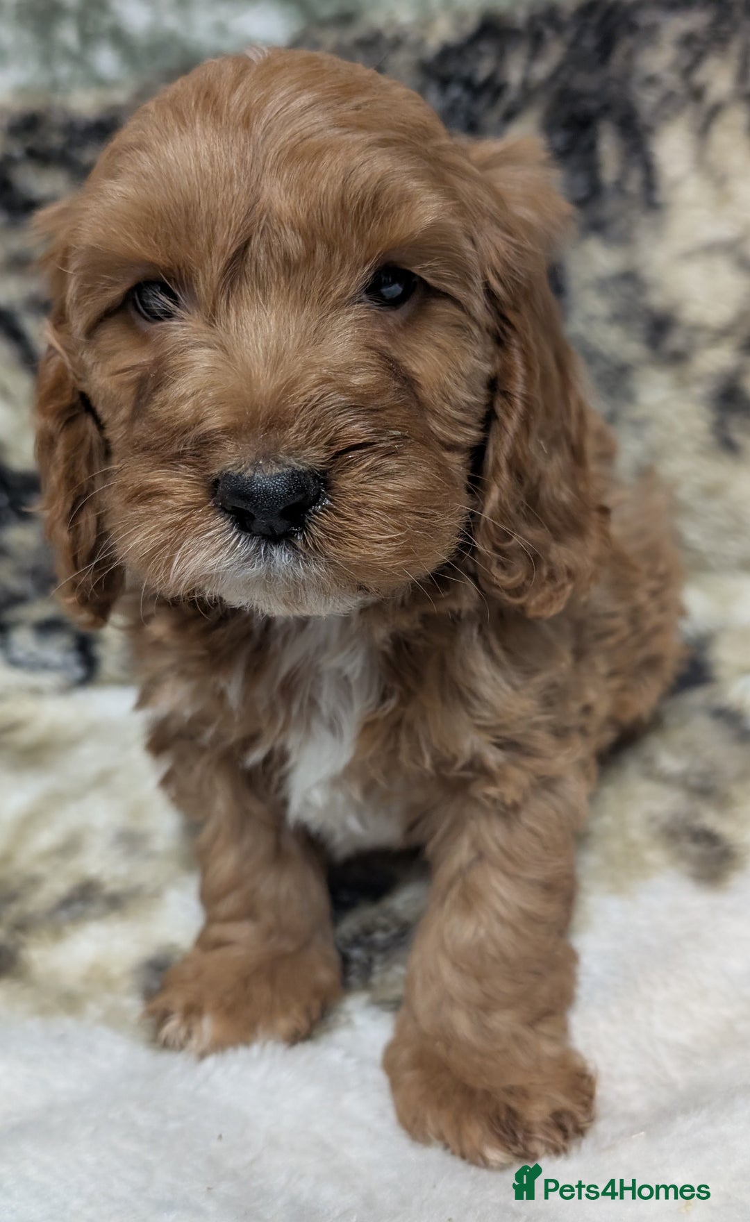Cockapoo dogs for sale: Beautiful F1 Cockapoo puppies DNA clear  - Image 10