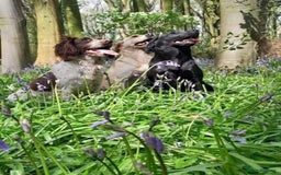 English Springer Spaniel dogs for sale: KC reg, Working Springer spaniel puppies - Image 8