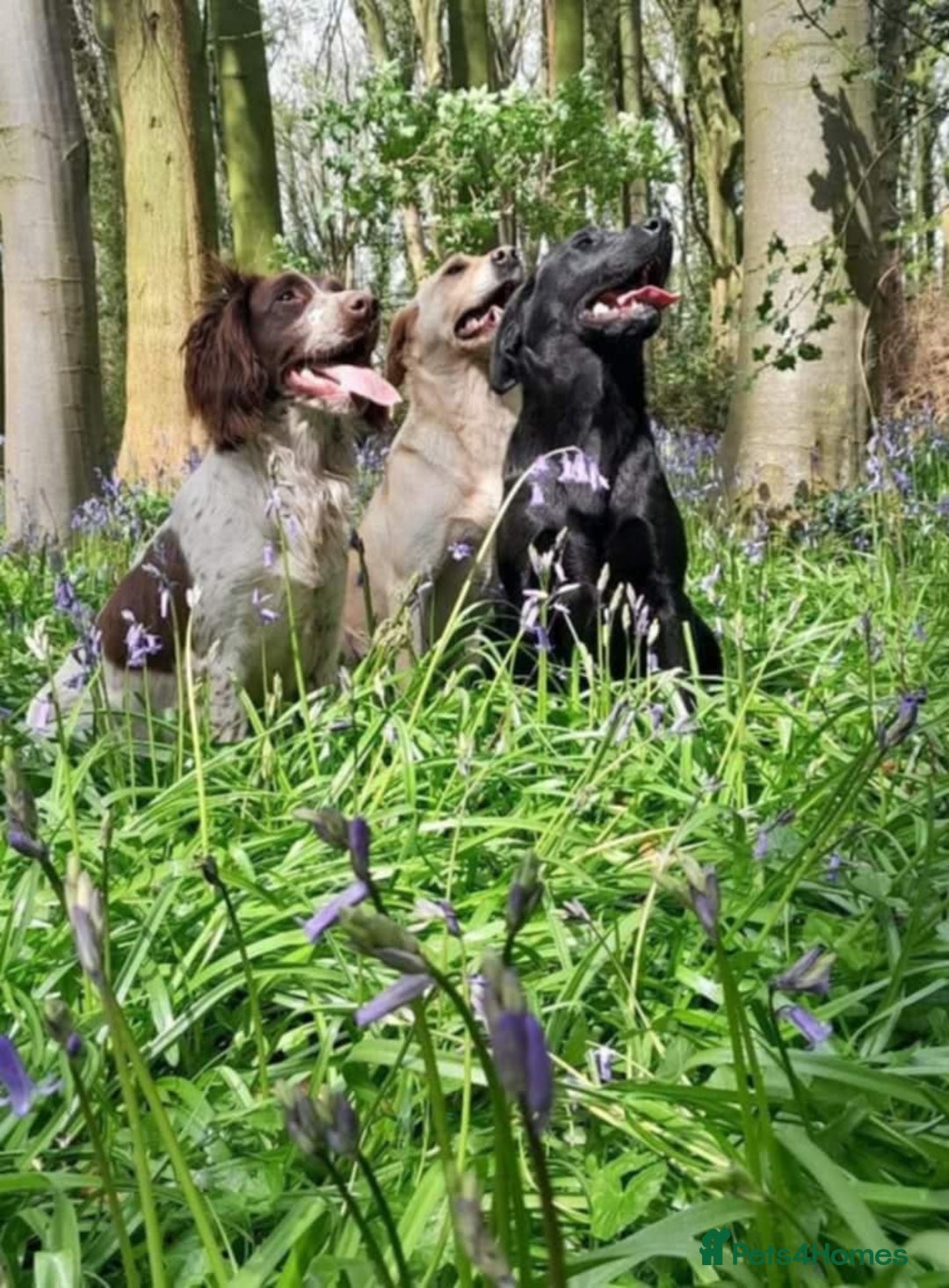 English Springer Spaniel dogs for sale: KC reg, Working Springer spaniel puppies - Image 8