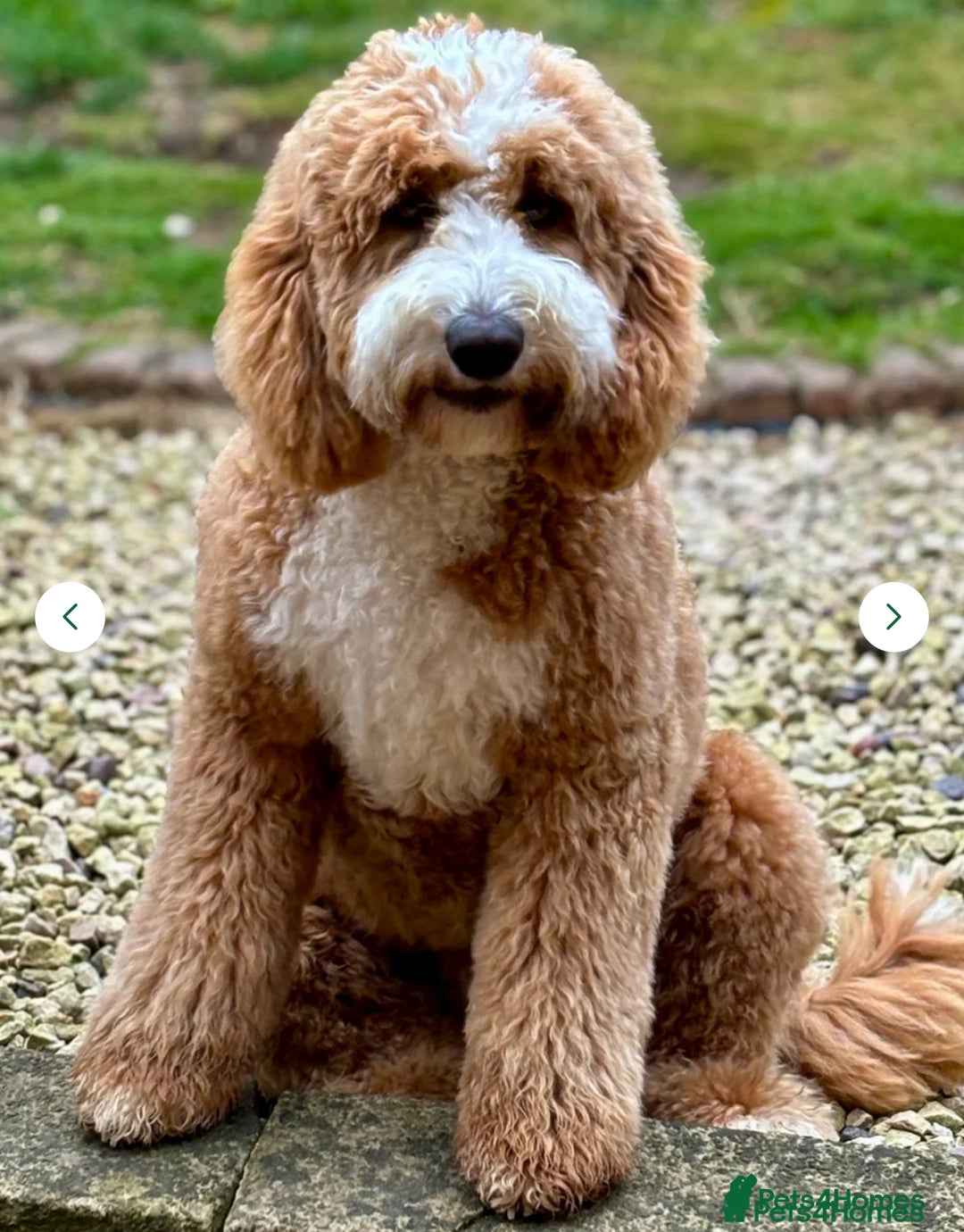 Mixed Breed dogs for sale: ❤️Teddy- Australian Golden Double Doodle ❤️ - Advert 6