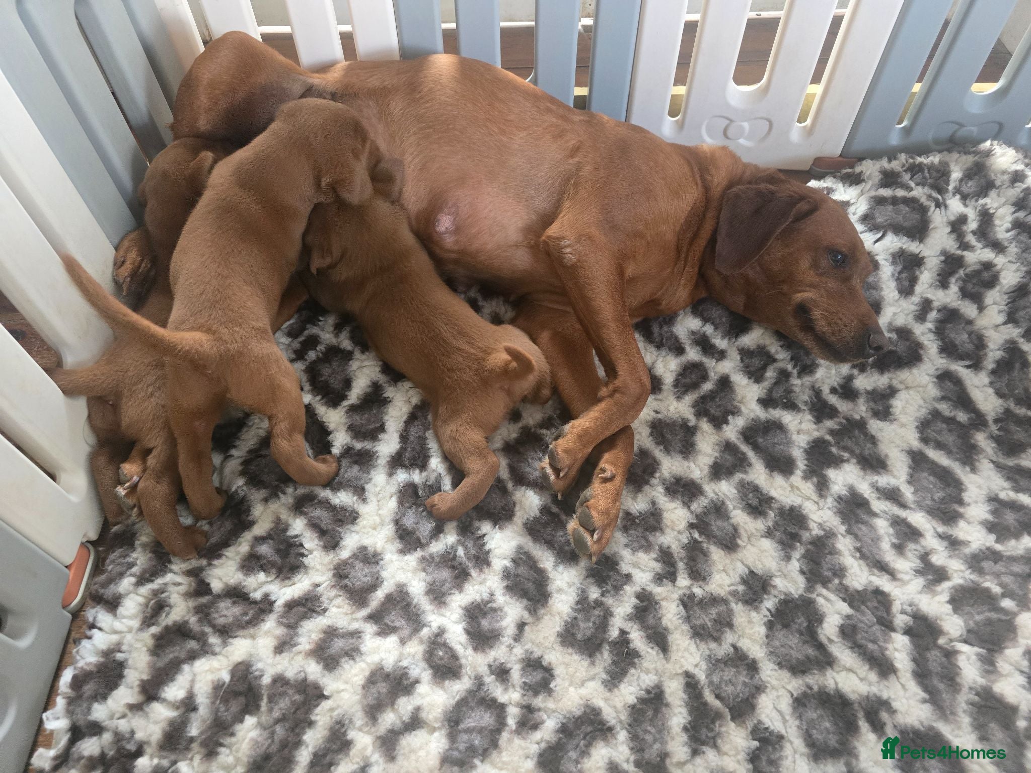Labrador Retriever dogs Fox Red Puppies - Advert 1