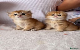 British Longhair cats for sale: We are selling 2 gorgeous british shorthairs - Image 1