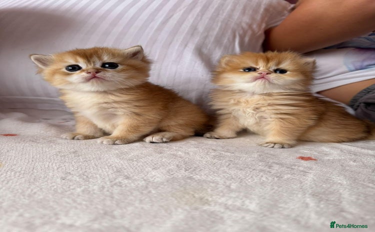 British Longhair cats - Advert 8