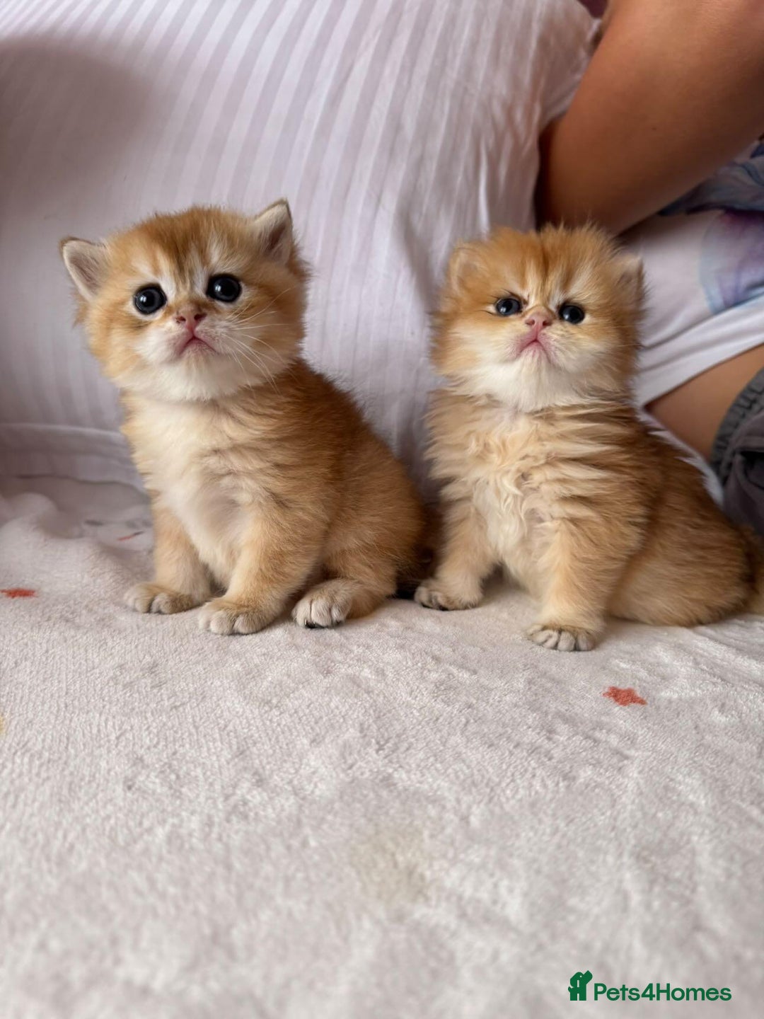 British Longhair cats for sale: We are selling 2 gorgeous british shorthairs - Image 1