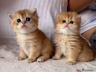 British Longhair cats - Advert 9