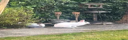 Mixed Breed rabbits for sale: 2 female rabbits  - Advert 4