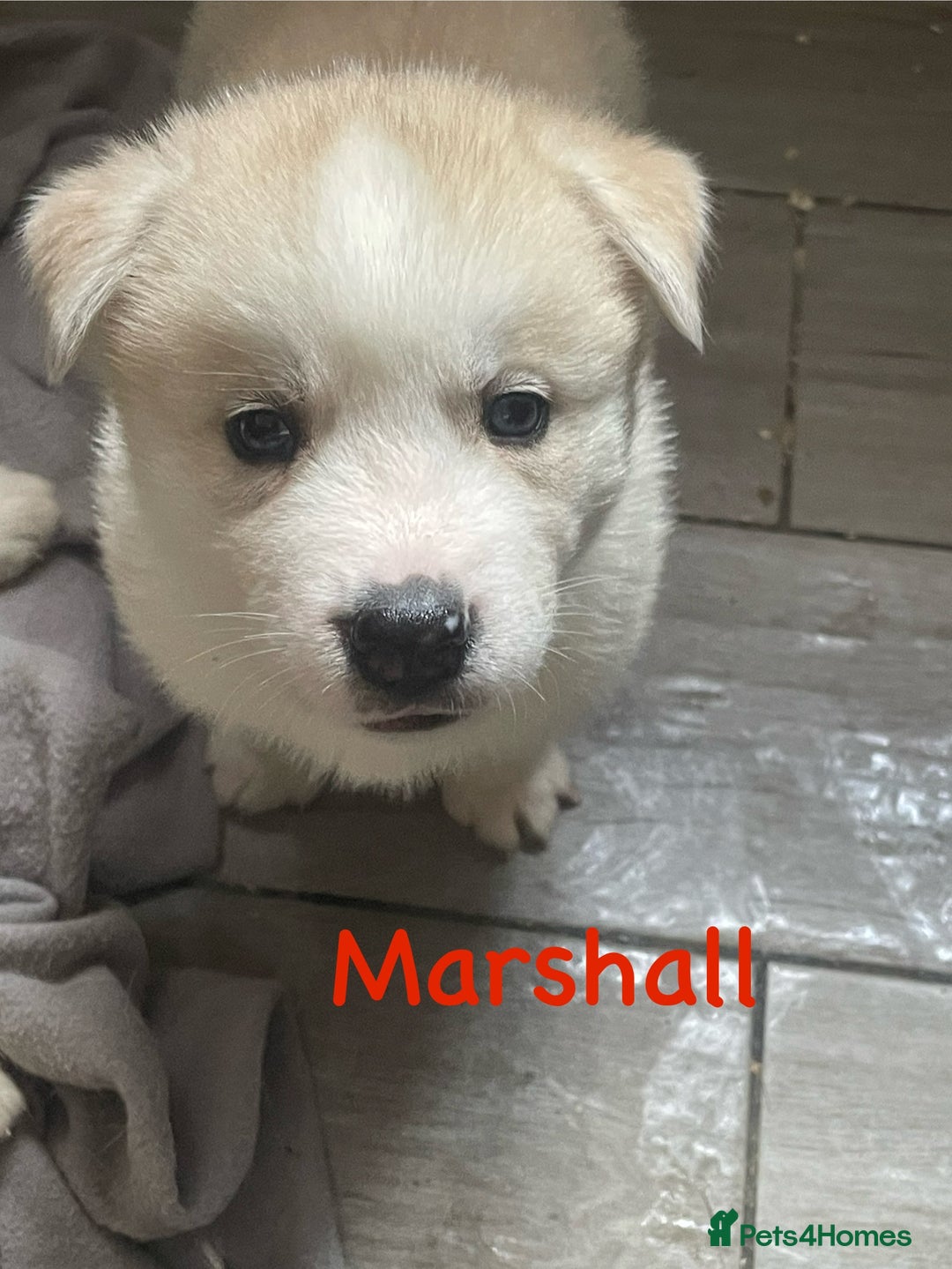 Siberian Husky dogs for sale: Beautiful Husky Puppies  - Image 13