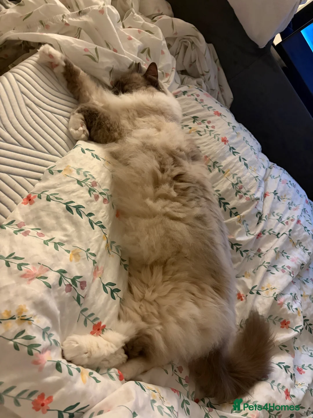 Ragdoll cats for sale: 2 year old ragdoll male - Advert 4